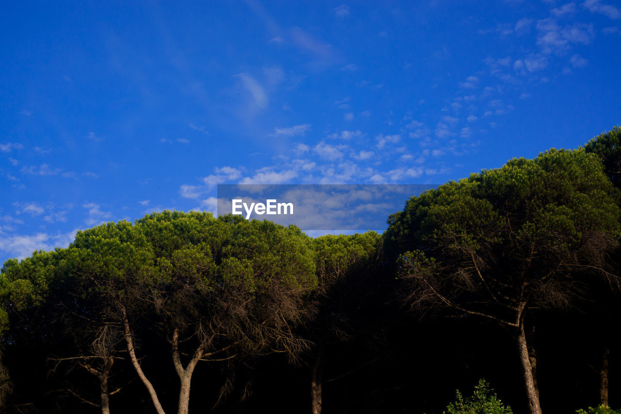 Low angle view of trees against sky