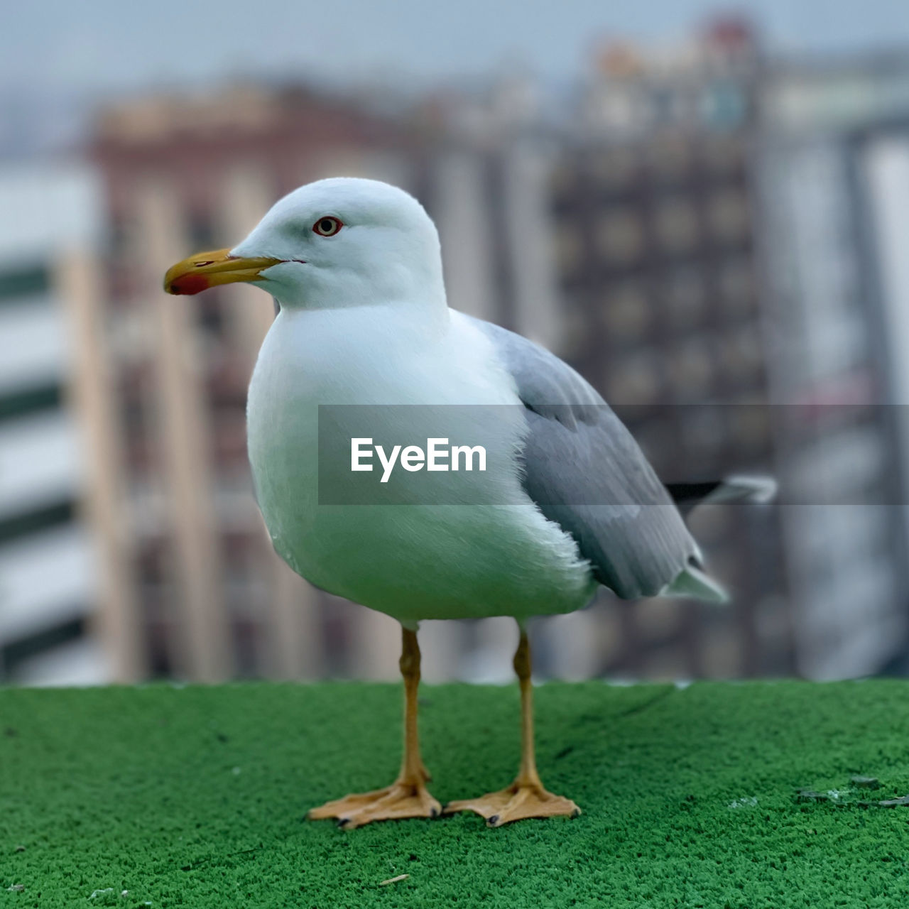 bird, animal themes, animal, animal wildlife, wildlife, gull, one animal, seabird, european herring gull, beak, seagull, architecture, nature, full length, focus on foreground, no people, building exterior, day, perching, great black-backed gull, built structure, green, outdoors, close-up