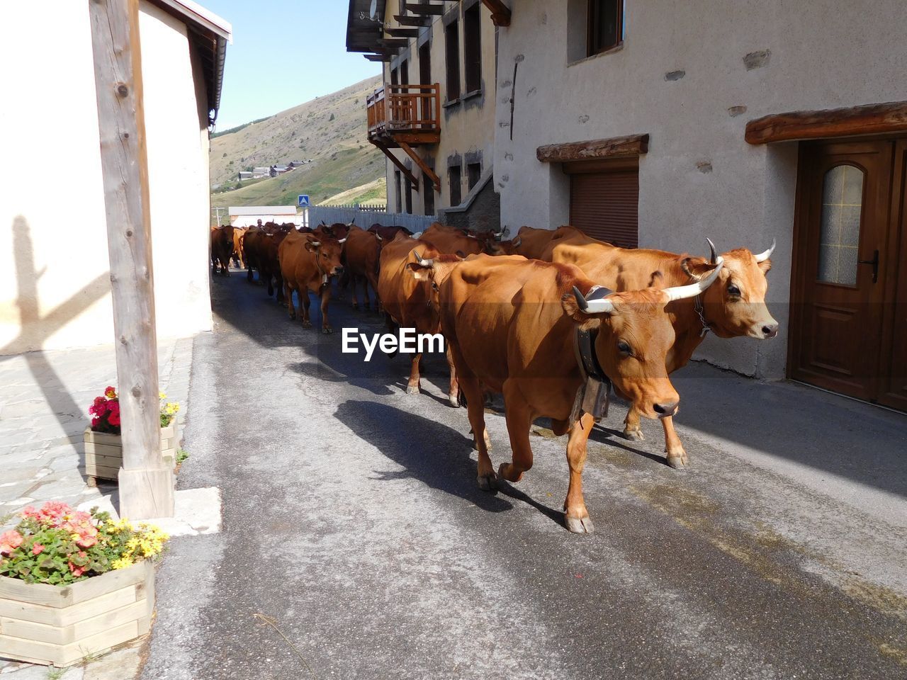 COWS IN FRONT OF BUILT STRUCTURES