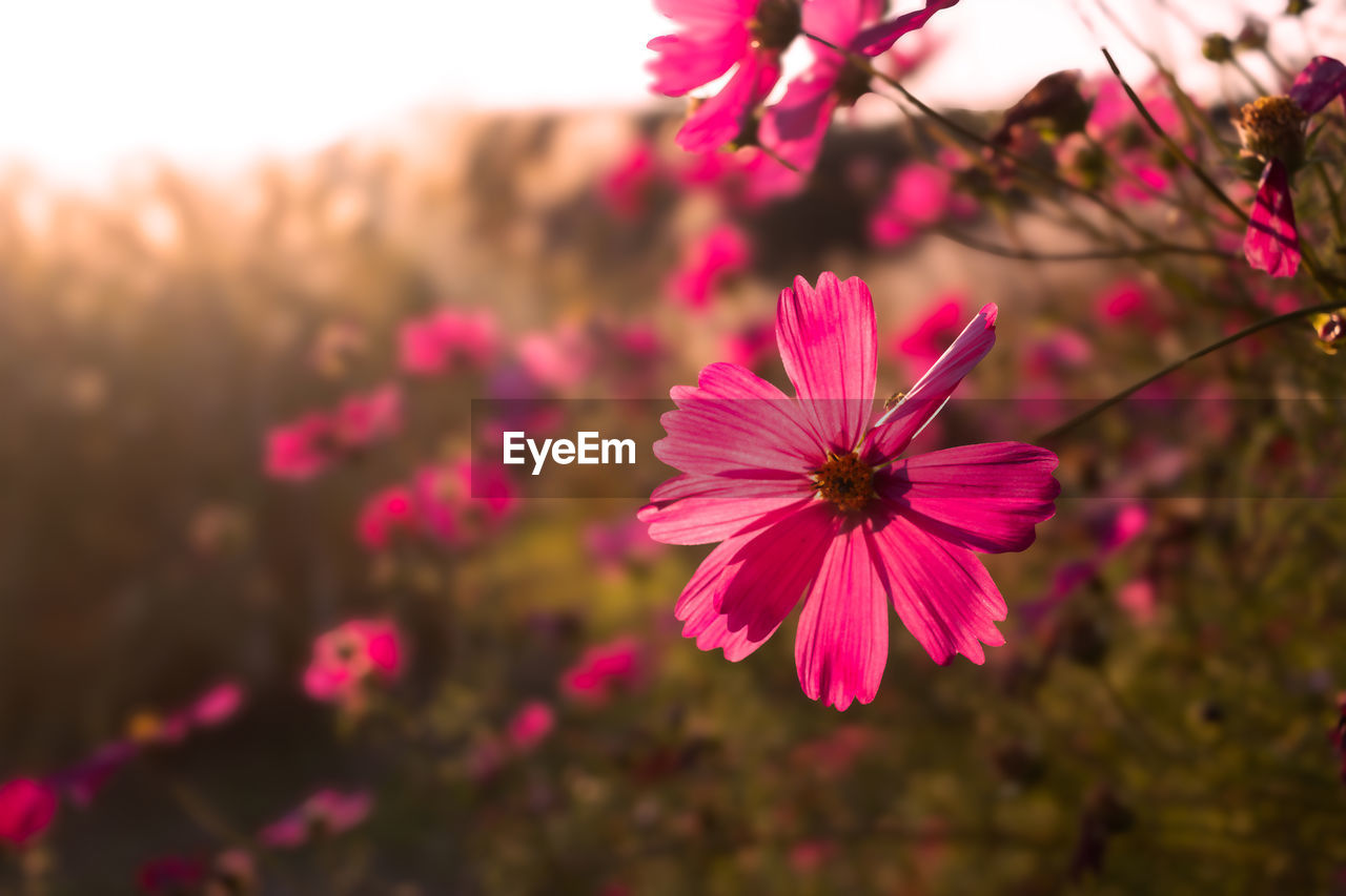 flower, flowering plant, plant, freshness, beauty in nature, pink, blossom, nature, petal, close-up, flower head, garden cosmos, macro photography, fragility, inflorescence, growth, focus on foreground, no people, springtime, cosmos, magenta, outdoors, sky, summer, multi colored, cosmos flower, botany, tree, sunlight, selective focus, purple, vibrant color, landscape, pollen, tranquility, wildflower, environment
