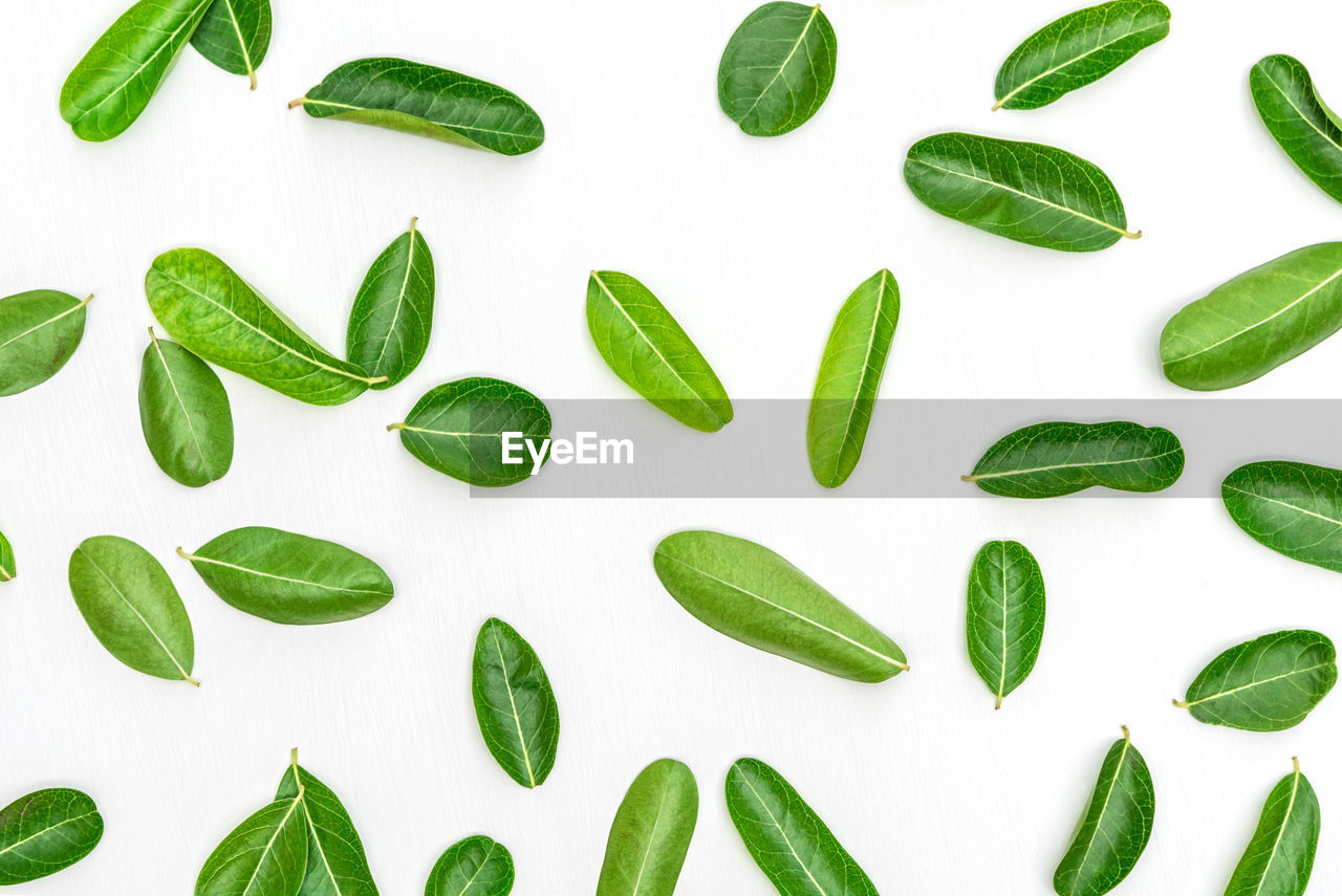 HIGH ANGLE VIEW OF FRESH GREEN LEAVES