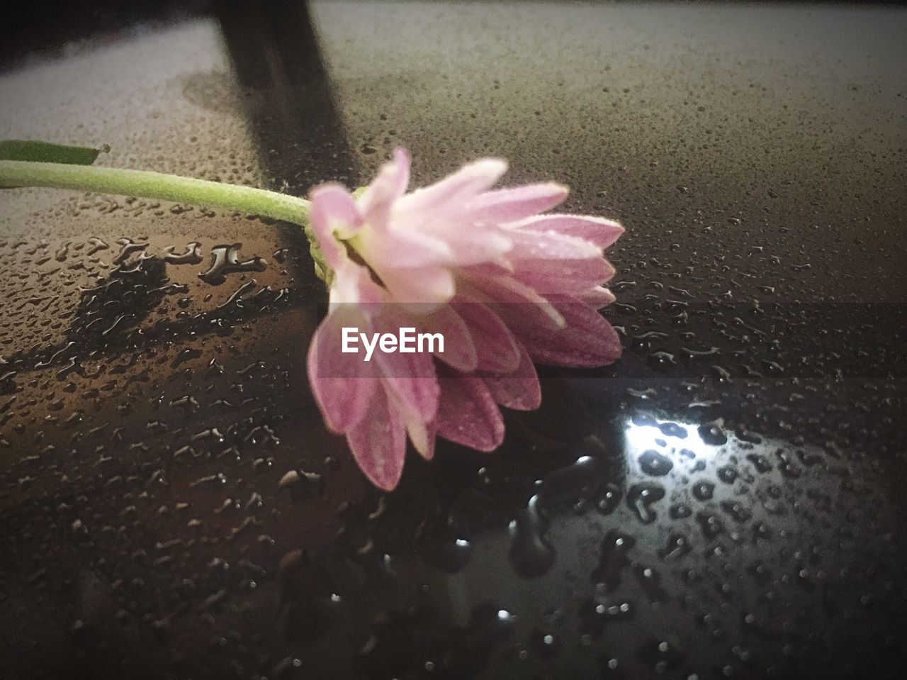 High angle view of pink flower on wet table
