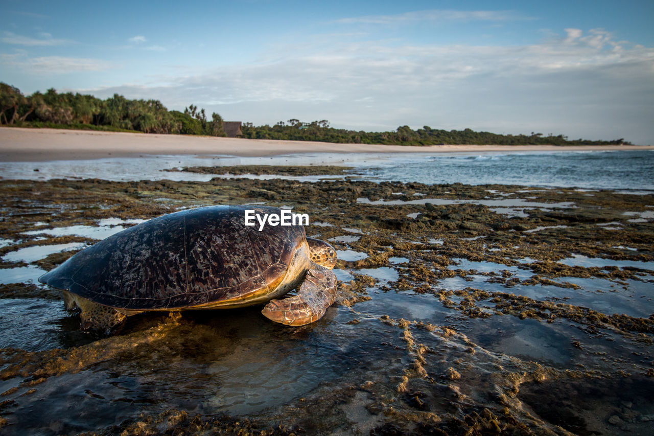 Sea turtle on shore at beach