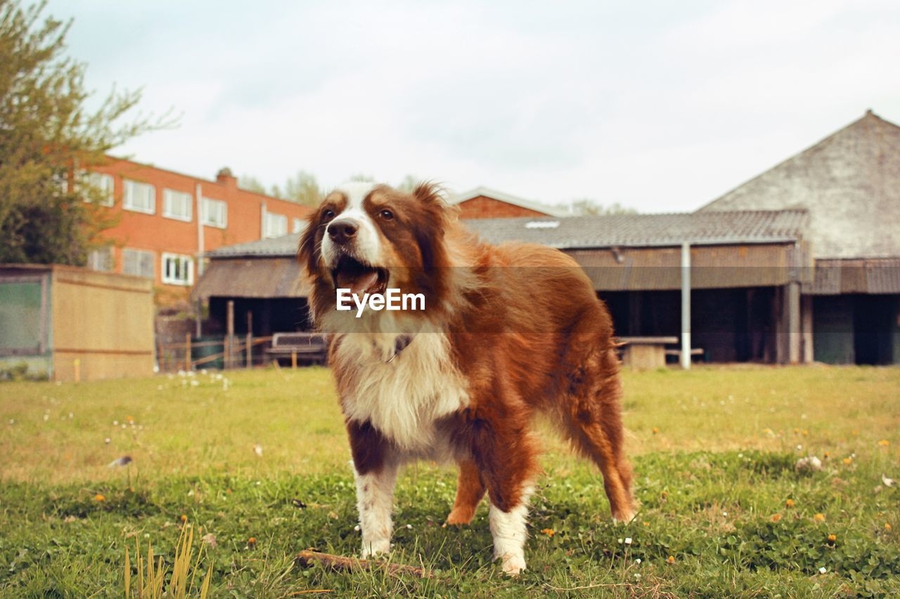 Dog on field against sky