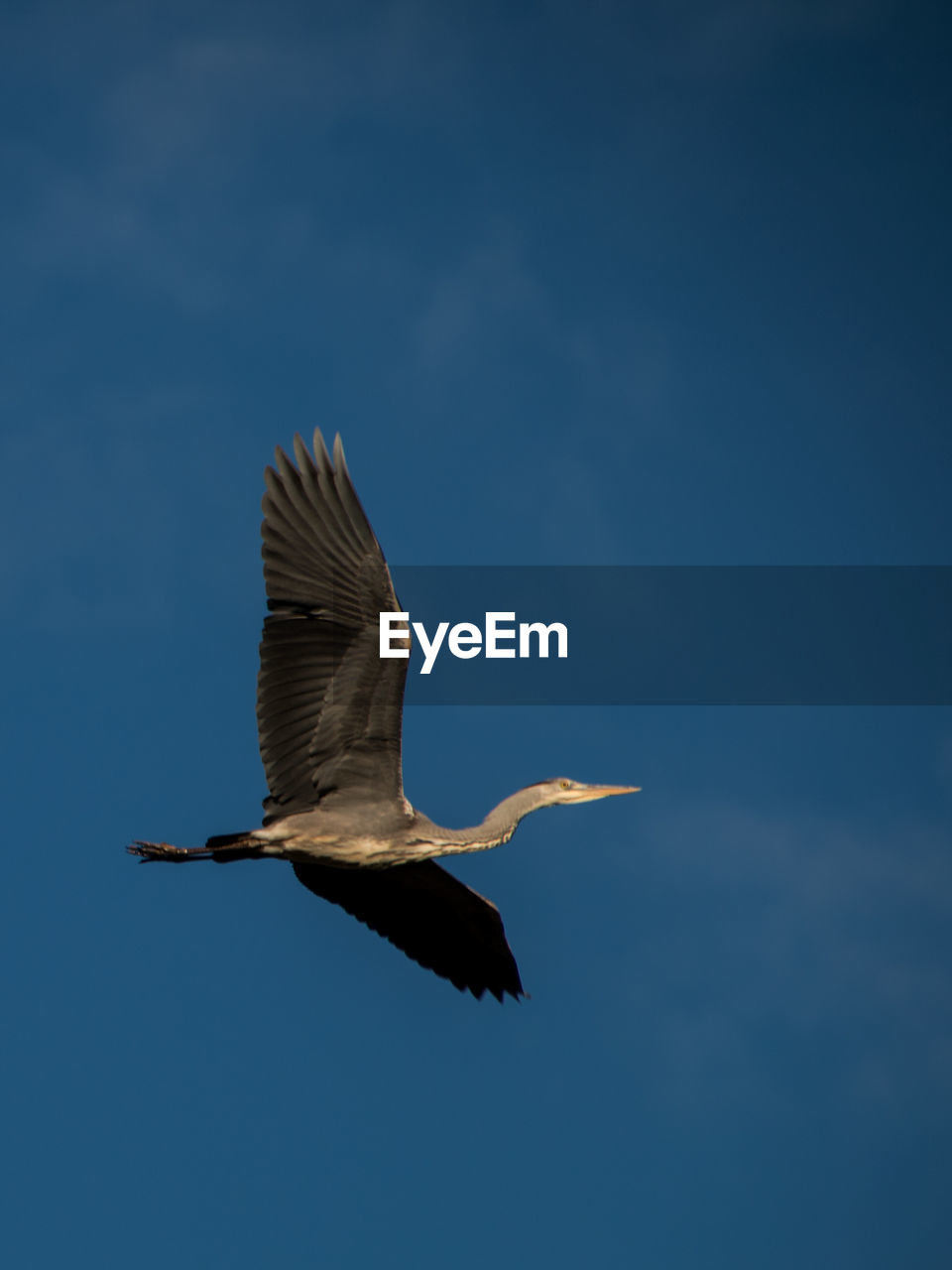 Bird flying against blue sky