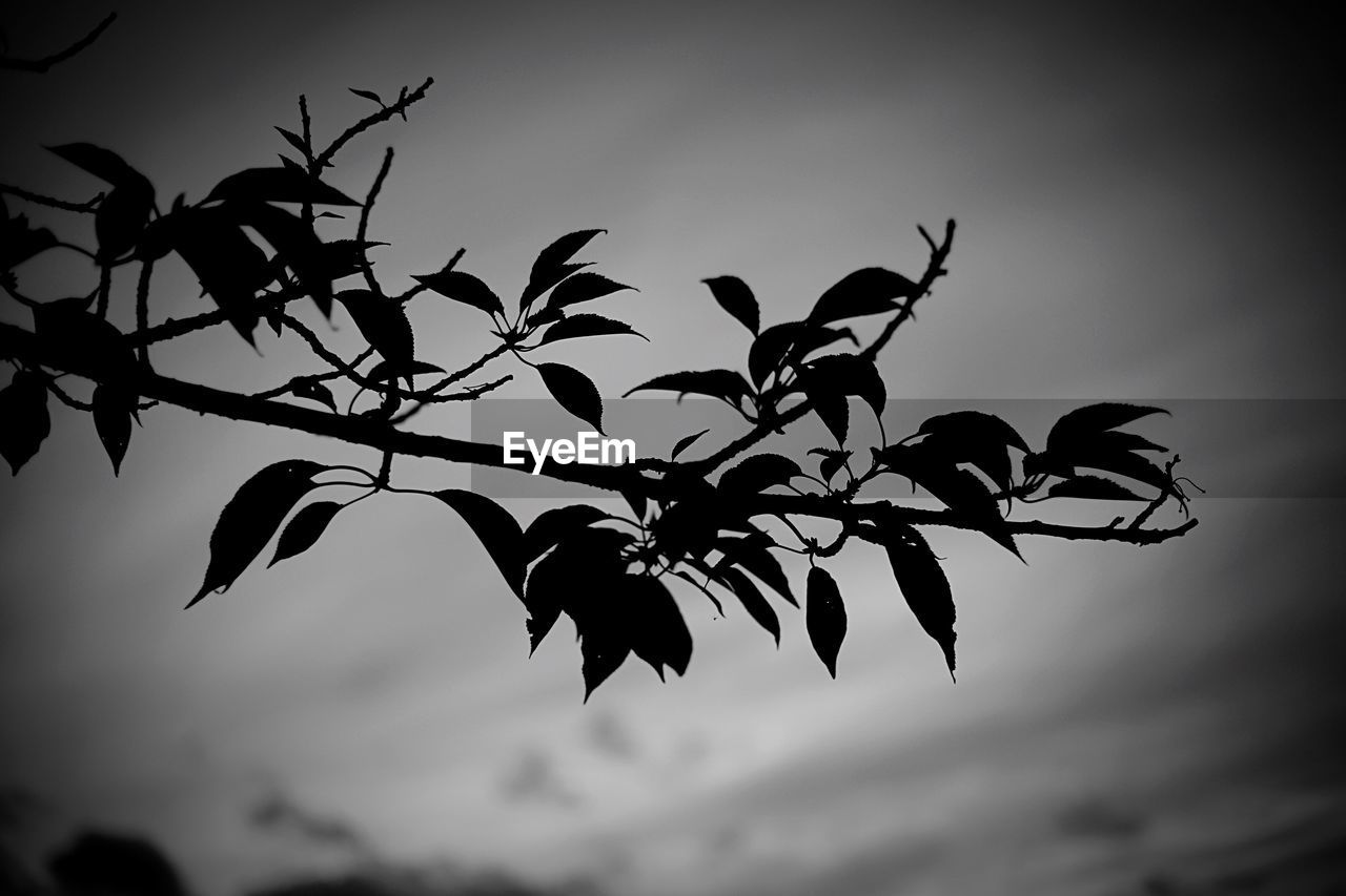 Close-up of silhouette leaves against the sky