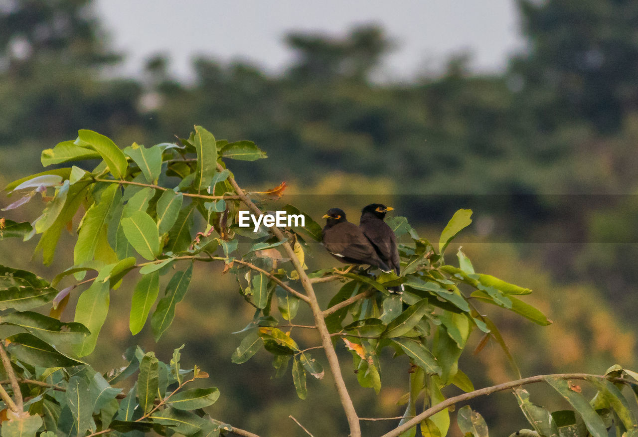 VIEW OF BIRD PERCHING ON PLANT