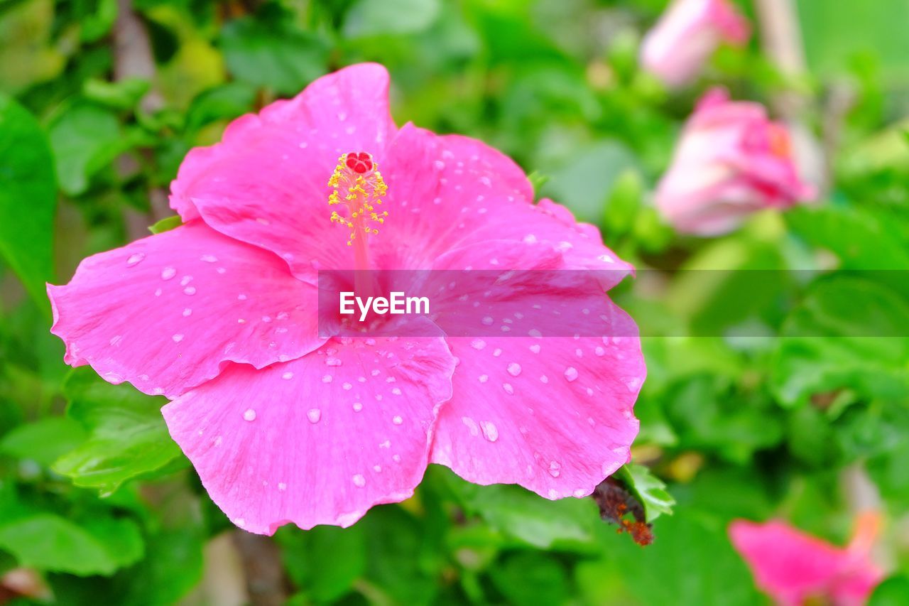 CLOSE-UP OF WATER DROPS ON PINK FLOWER