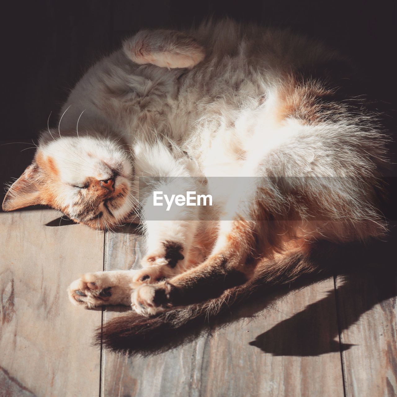Close-up of cat sleeping
