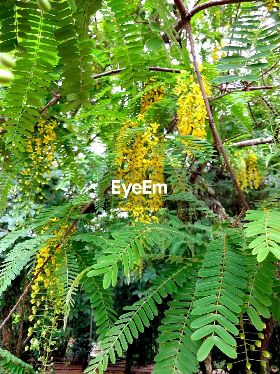 LOW ANGLE VIEW OF FLOWERING PLANTS AND TREE