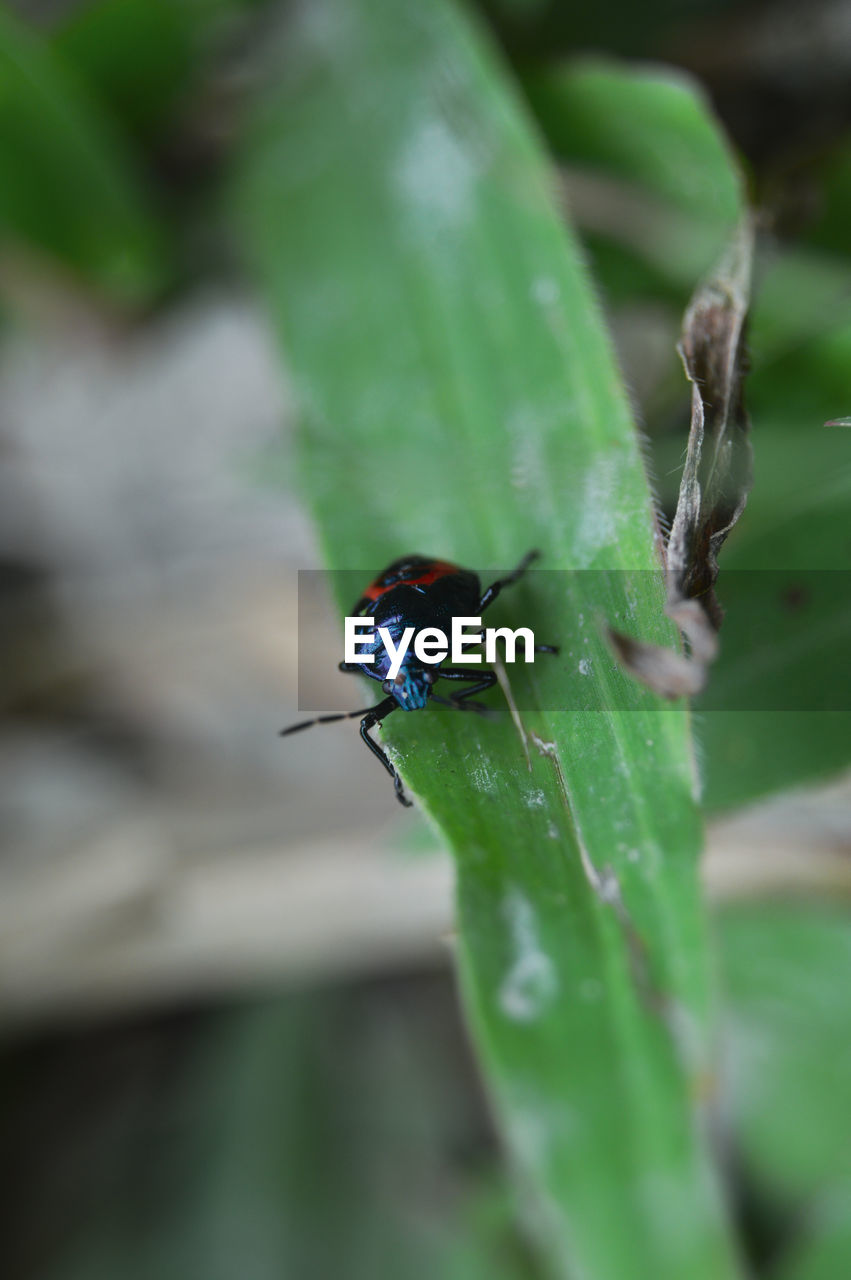 animal wildlife, green, animal themes, insect, animal, wildlife, one animal, nature, plant part, leaf, close-up, plant, macro photography, beetle, no people, flower, selective focus, day, outdoors, focus on foreground, beauty in nature, plant stem, animal wing