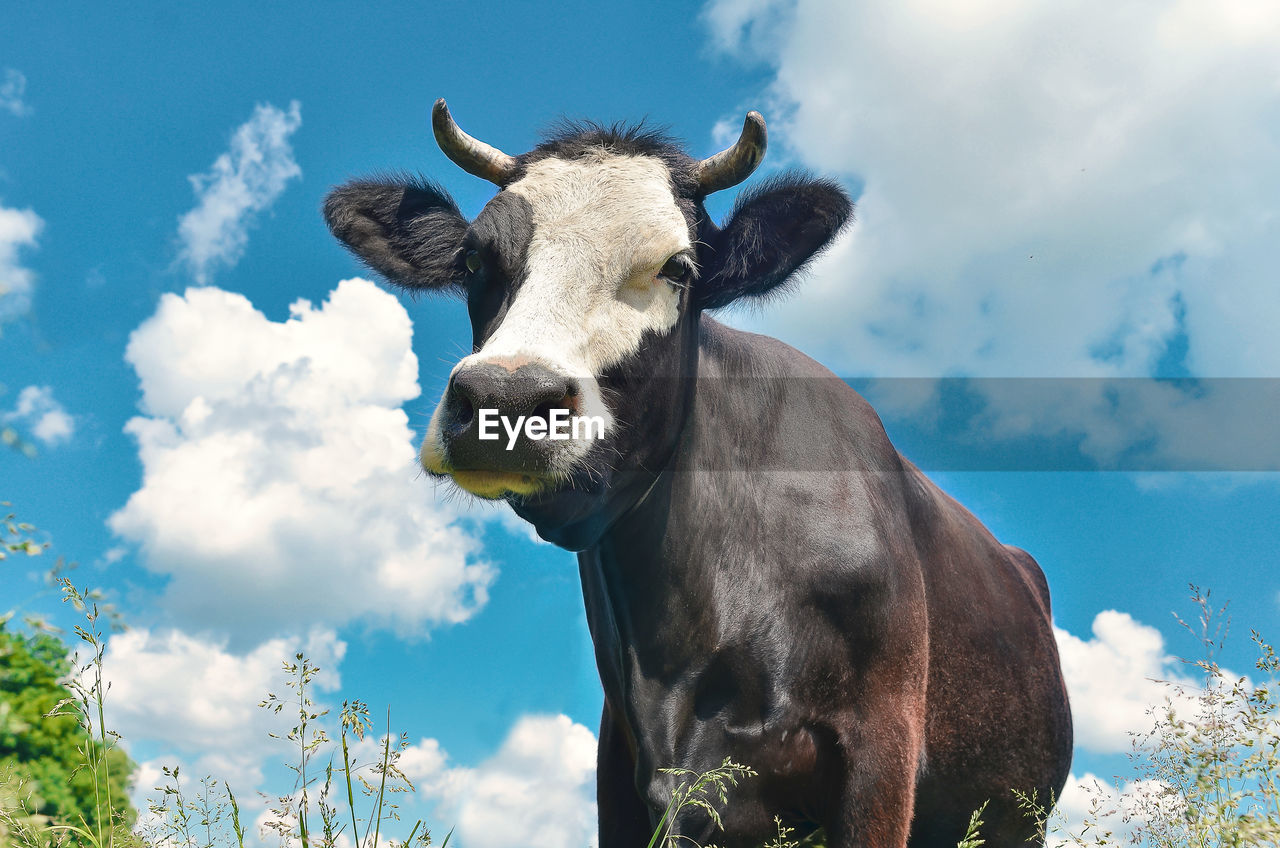 Cow close-up portrait looking into frame on background of blue sky with clouds on pasture