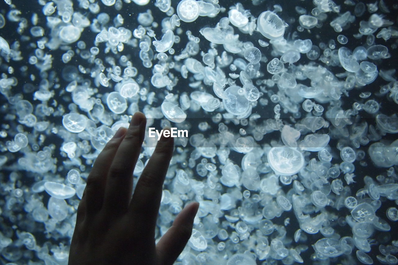 Cropped image of hand touching fish tank full of jellyfish at aquarium