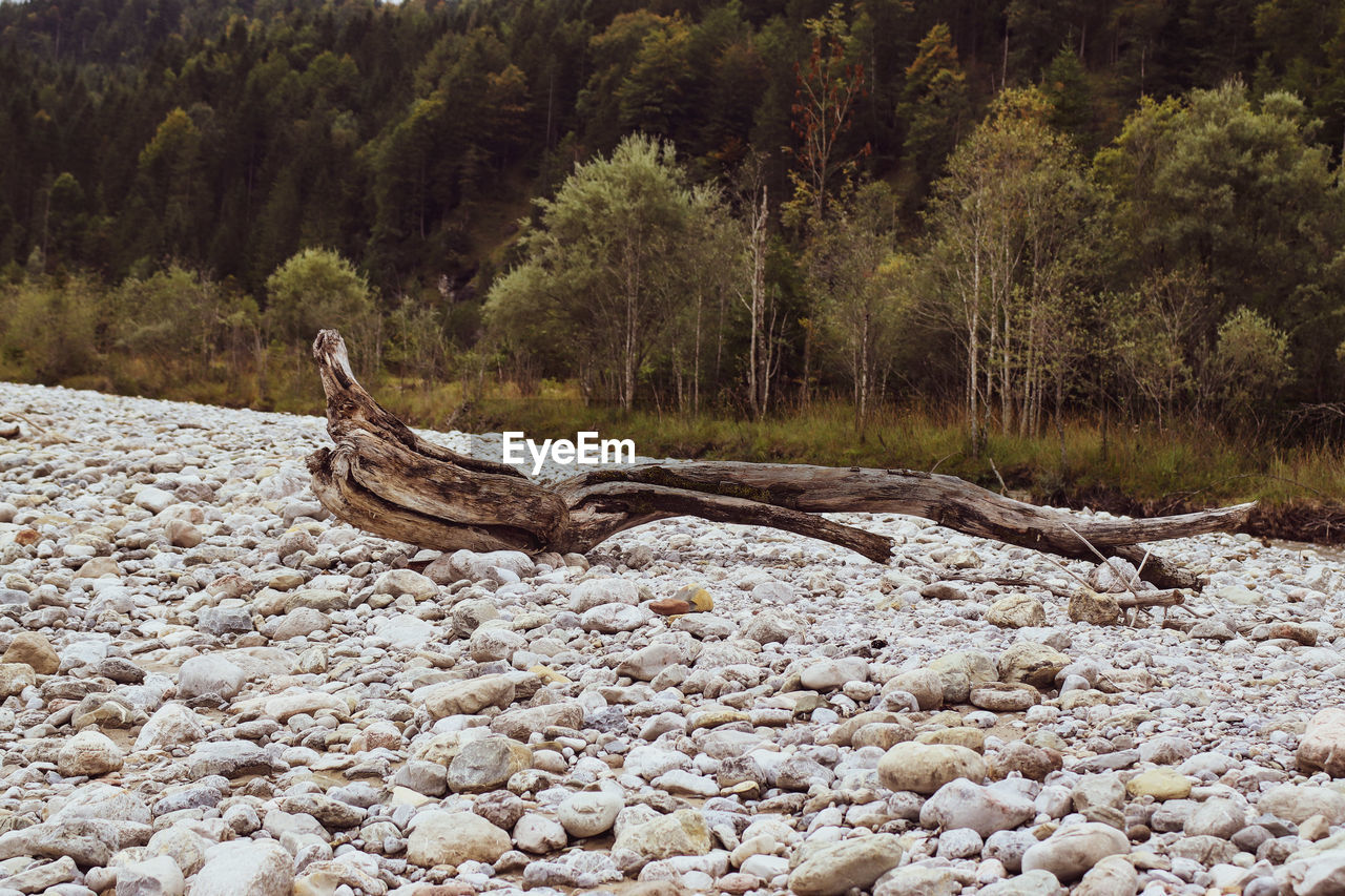 DRIFTWOOD ON ROCK