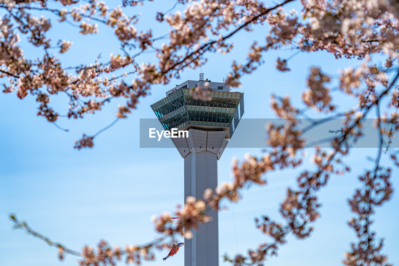 LOW ANGLE VIEW OF FLOWERING TREE IN CITY