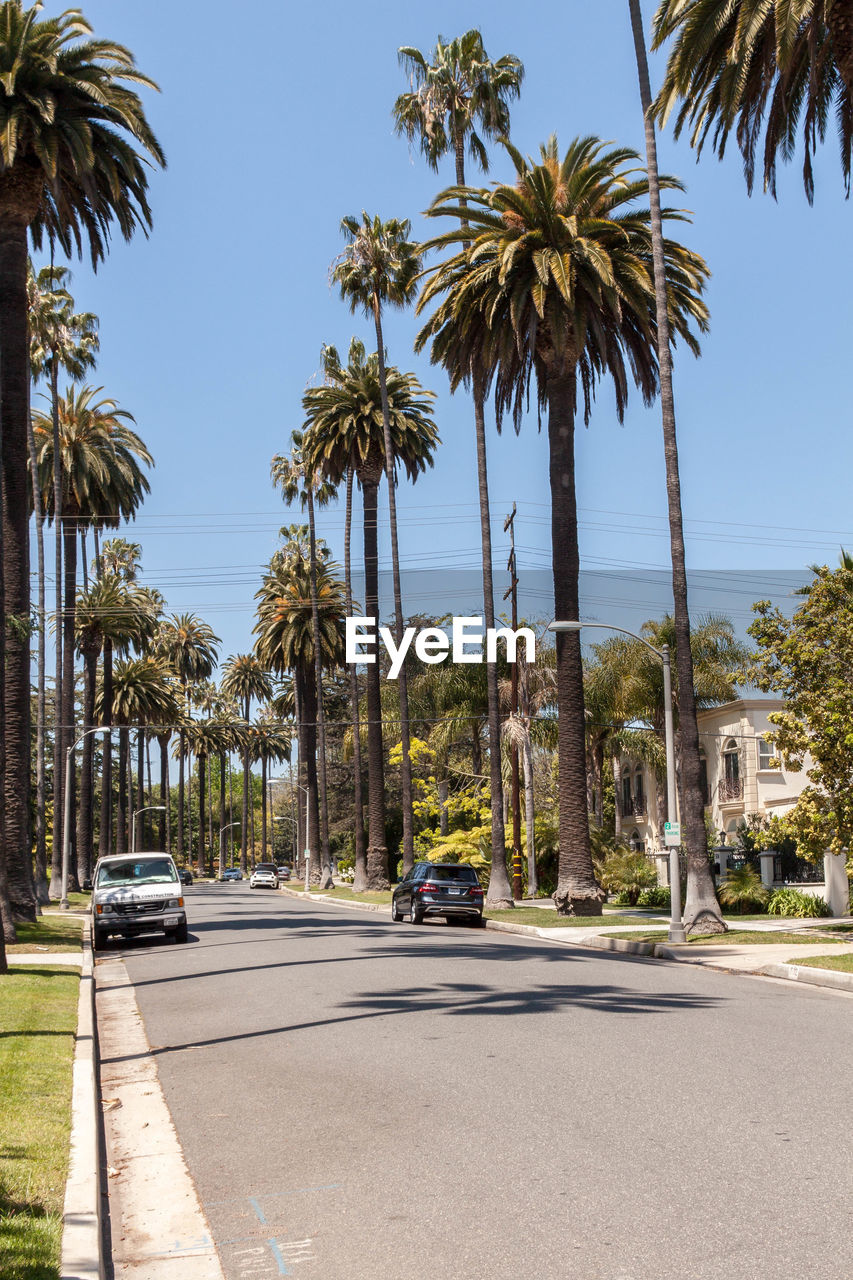 Road amidst palm trees against sky on sunny day