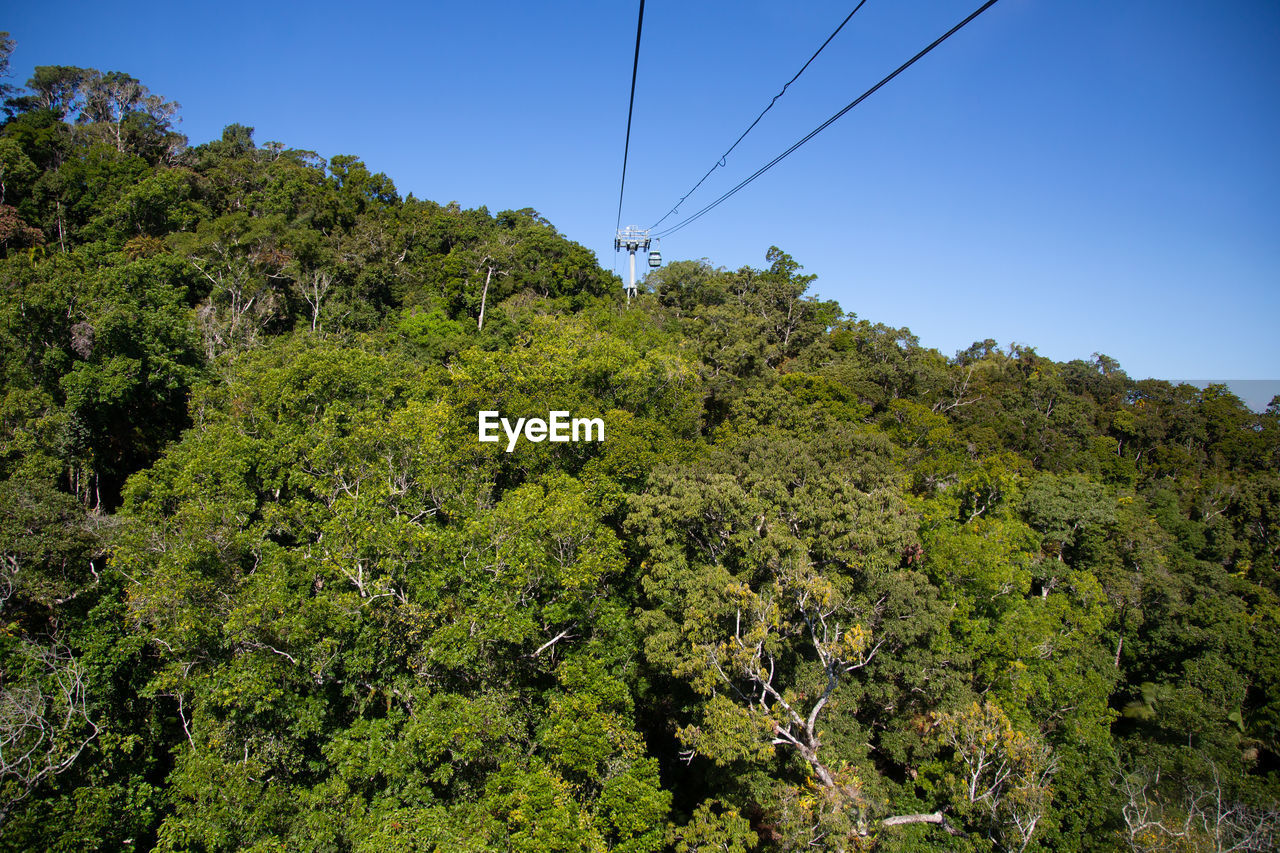 plant, tree, forest, nature, sky, natural environment, cable, mountain, environment, land, leaf, vegetation, landscape, beauty in nature, electricity, green, scenics - nature, flower, no people, clear sky, blue, growth, outdoors, technology, wilderness, non-urban scene, day, travel, foliage, power line, pinaceae, lush foliage, coniferous tree, tranquility, sunny, ridge, mountain range, rural area, rainforest, travel destinations, transportation