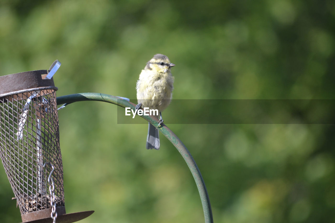 Great tit perching on bird feeder