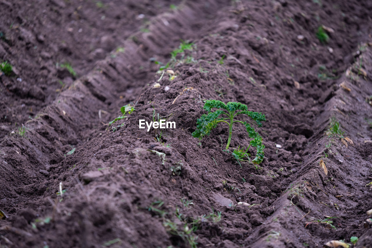 FULL FRAME SHOT OF PLANTS GROWING ON FIELD