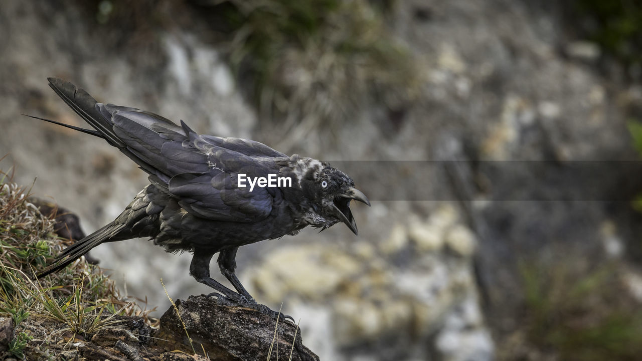 BIRD PERCHING ON ROCK