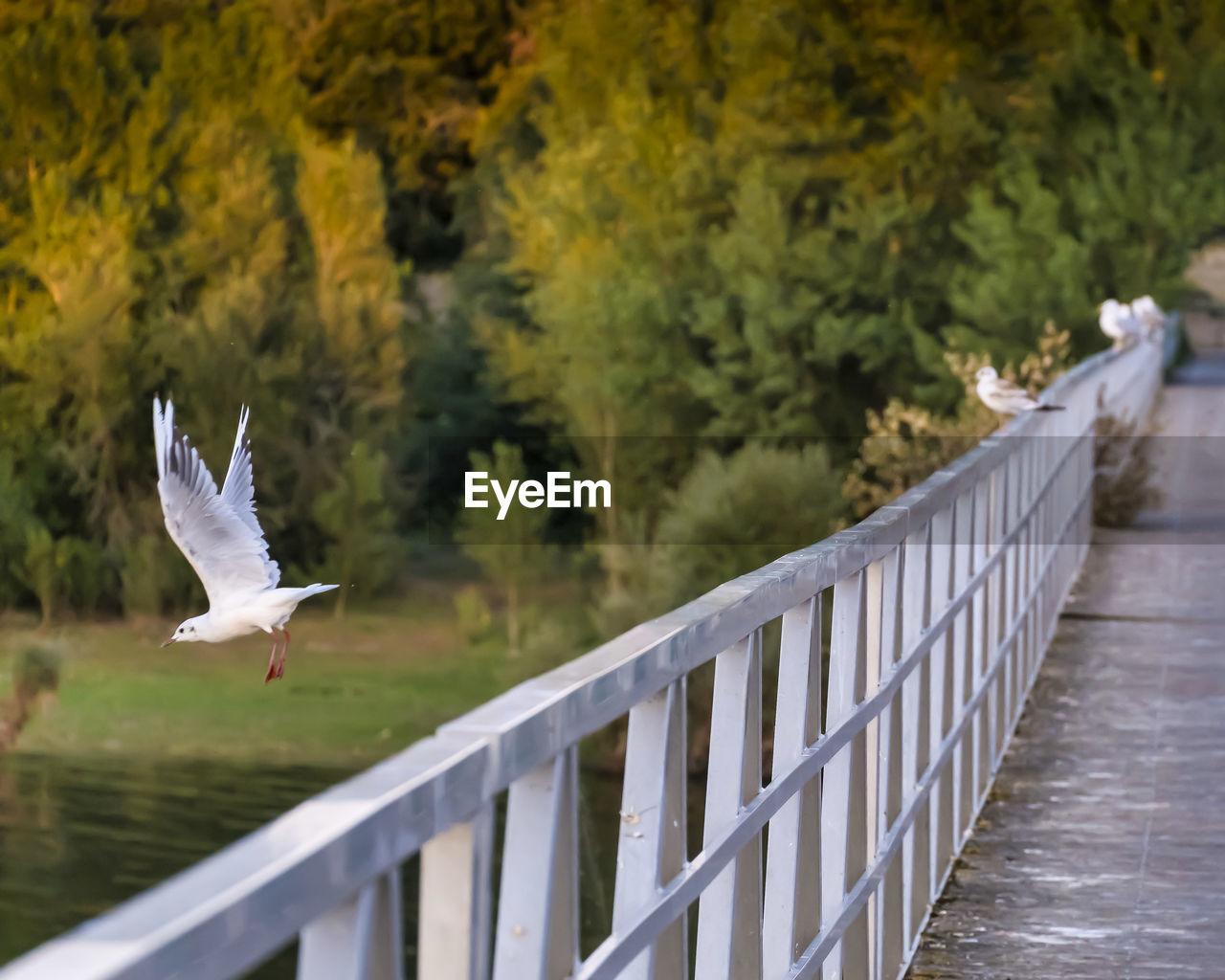 bird, animal themes, animal, animal wildlife, wildlife, flying, spread wings, water, one animal, railing, nature, no people, animal body part, tree, day, motion, outdoors, seagull, beauty in nature, plant, lake, animal wing, white, focus on foreground, wood