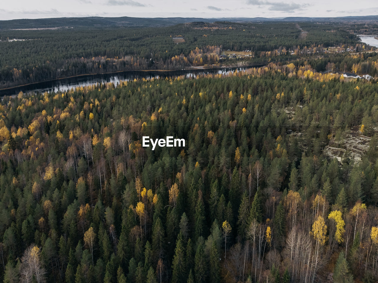 High angle view of trees growing on land