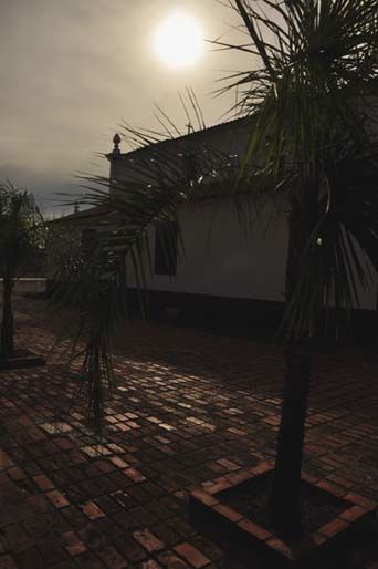 PALM TREES BY SEA AT SUNSET