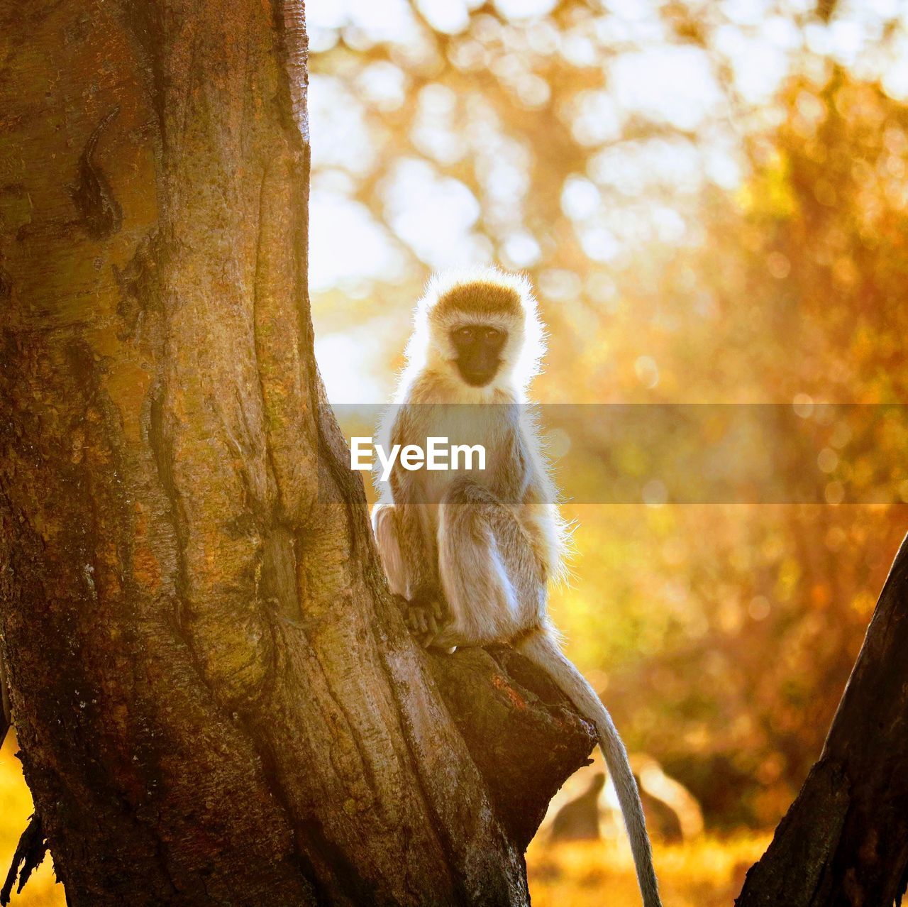Monkey sitting on tree trunk at sunset