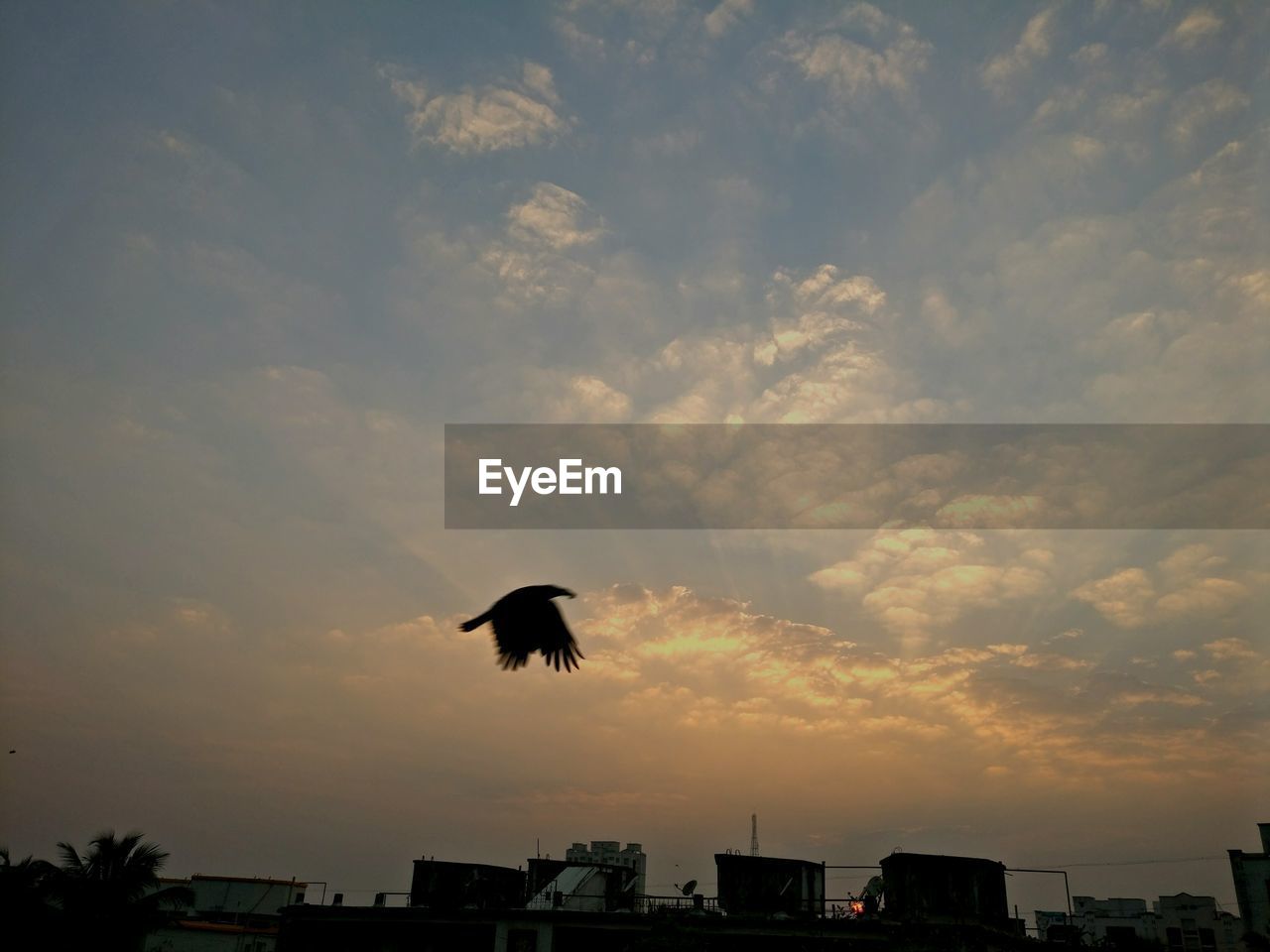 LOW ANGLE VIEW OF BIRDS FLYING AGAINST SKY