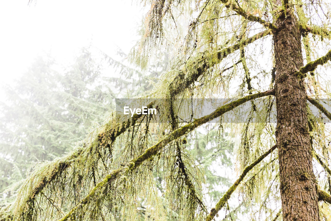 LOW ANGLE VIEW OF TREE TRUNK IN FOREST