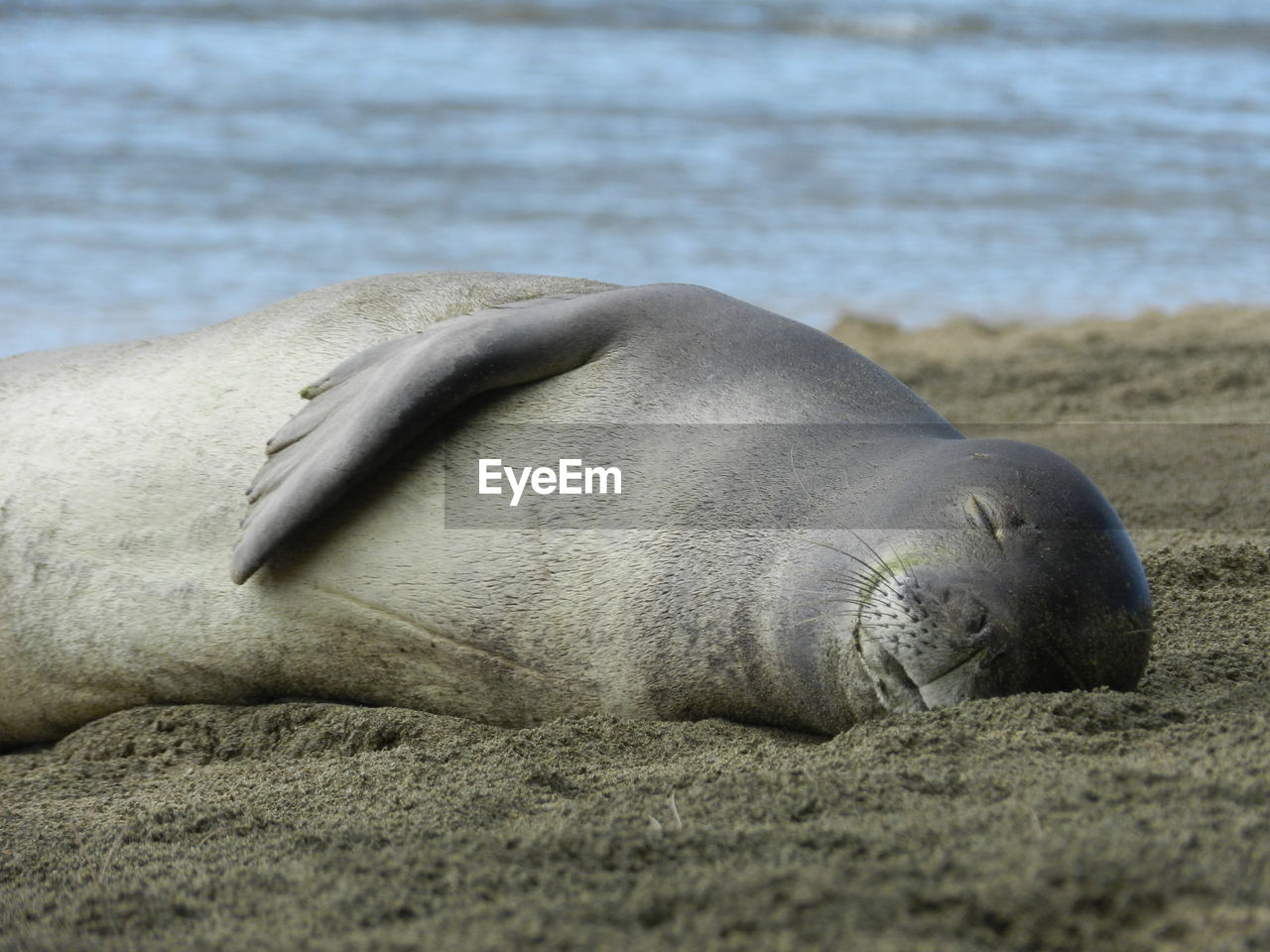 CLOSE-UP OF AN ANIMAL SLEEPING ON BEACH