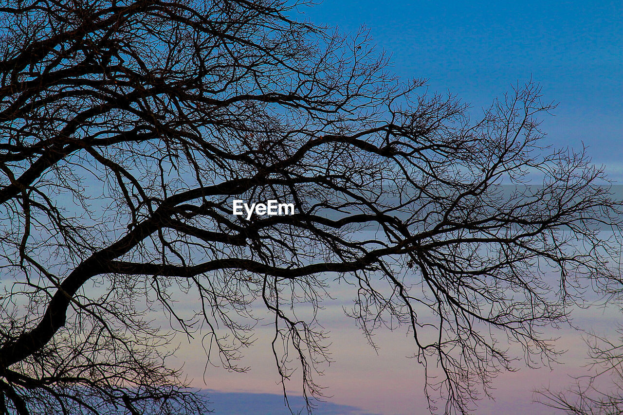 LOW ANGLE VIEW OF BARE TREE AGAINST BLUE SKY