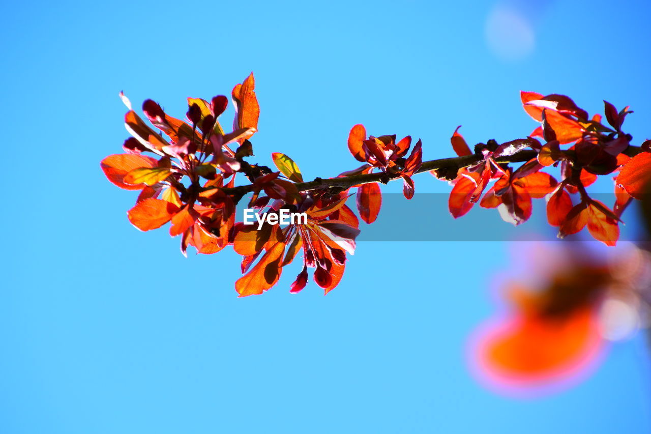 LOW ANGLE VIEW OF FLOWERING PLANT AGAINST CLEAR SKY