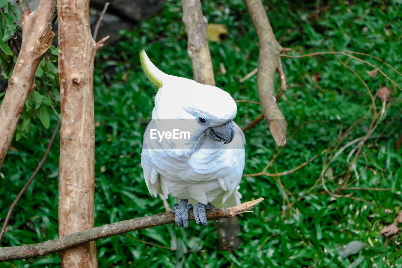 White bird perching on branch