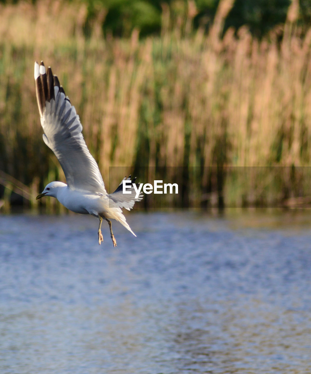 BIRD FLYING OVER LAKE