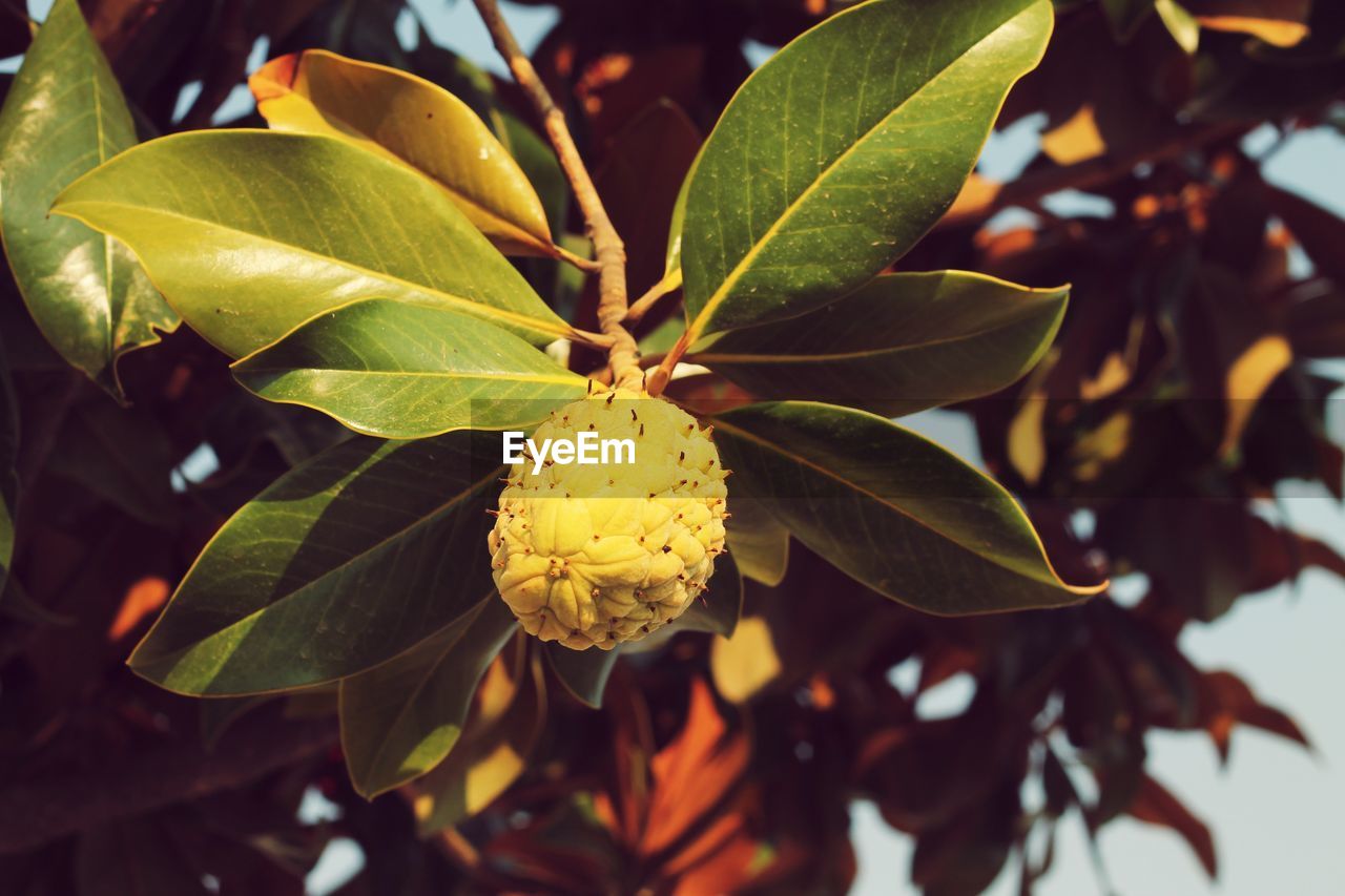 CLOSE-UP OF FRUITS ON TREE