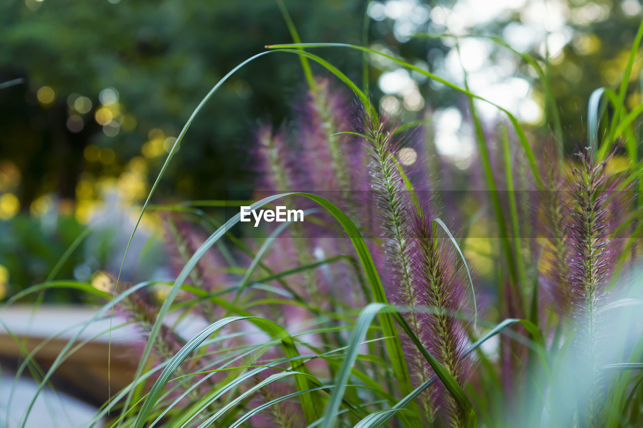 CLOSE-UP OF PLANT GROWING ON LAND