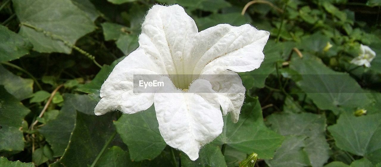 CLOSE-UP OF WET WHITE FLOWER PLANTS