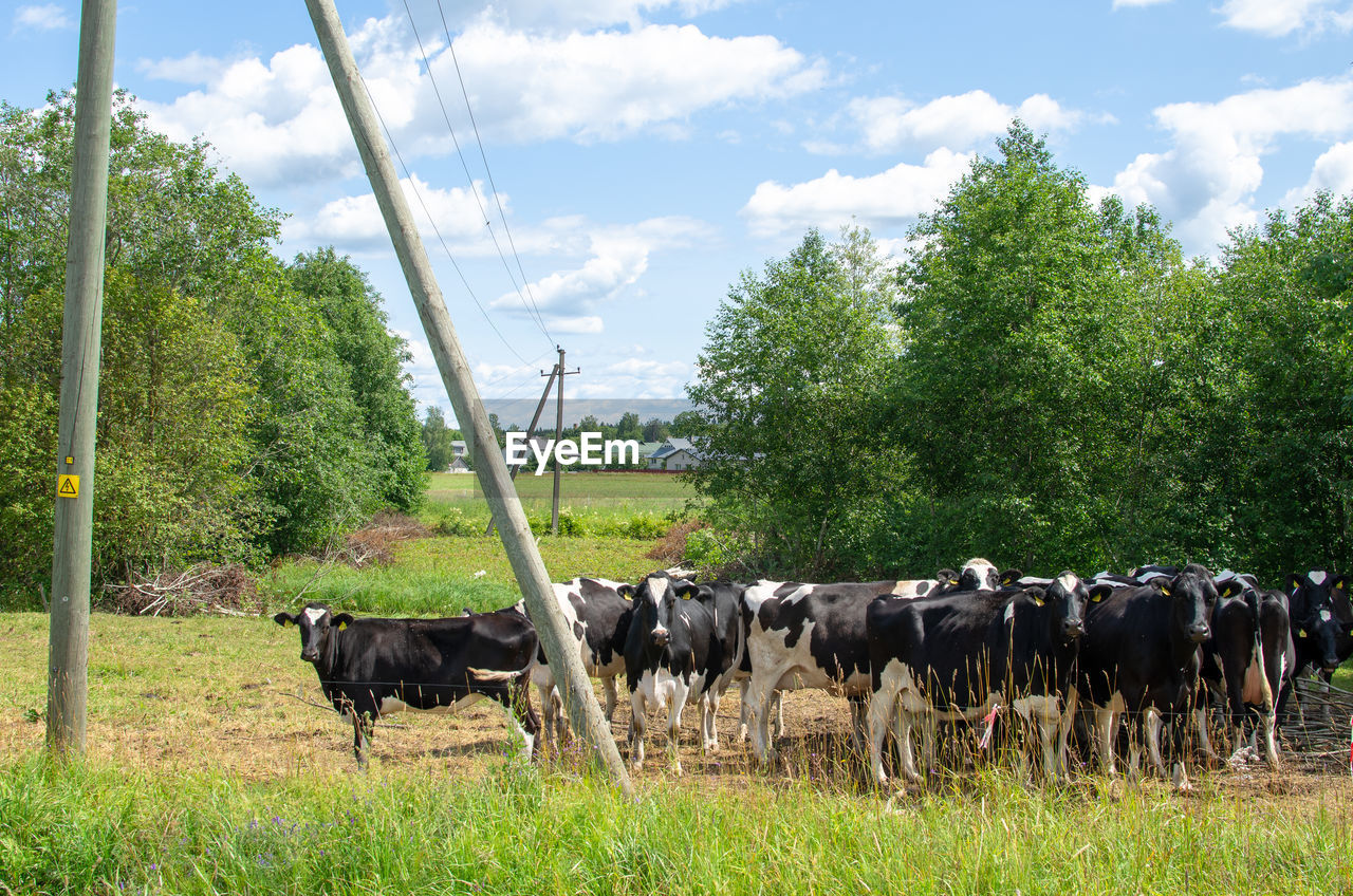 COWS ON FIELD AGAINST TREES