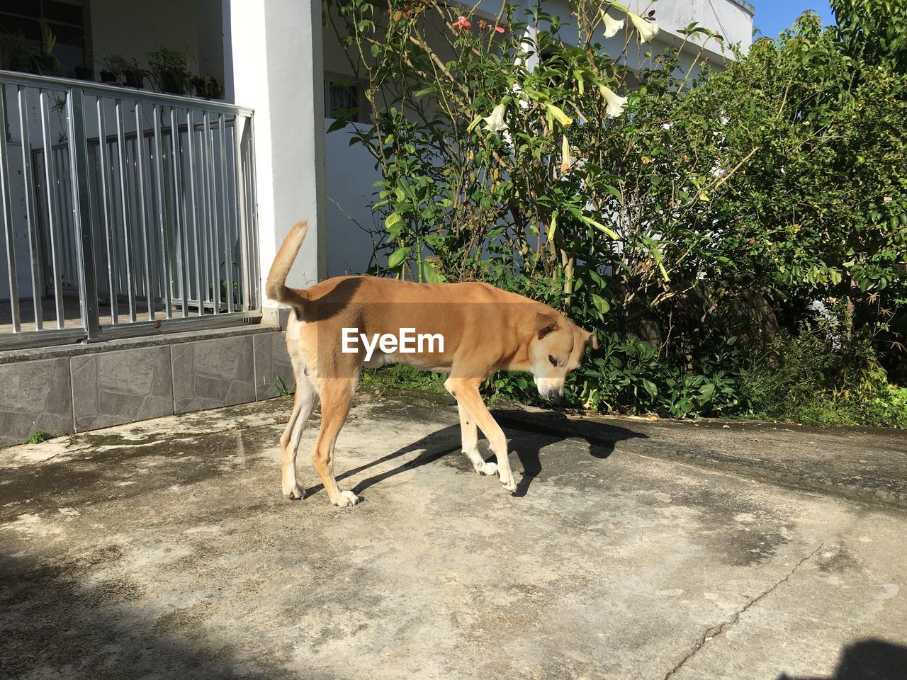 Stray dog standing on footpath against house