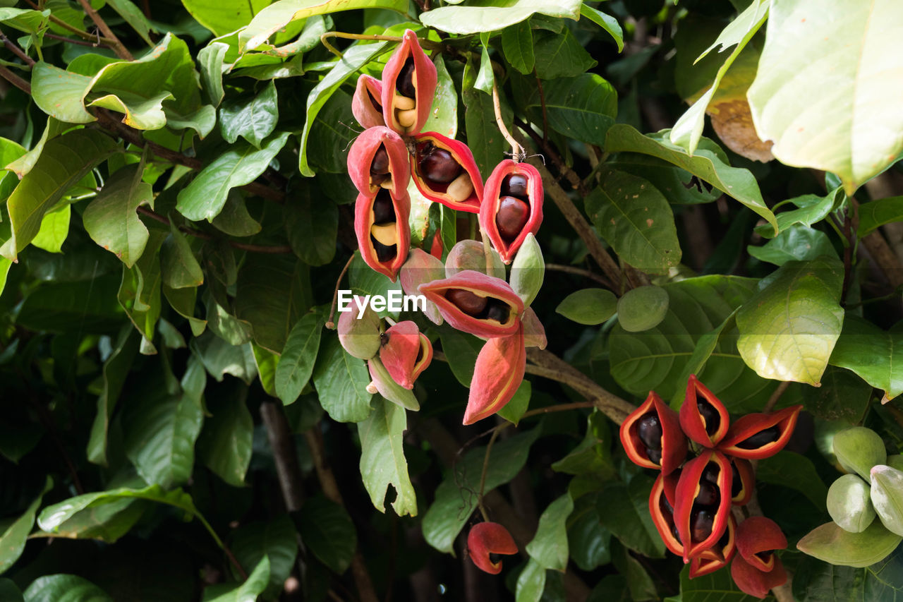 CLOSE-UP OF FRESH PLANTS