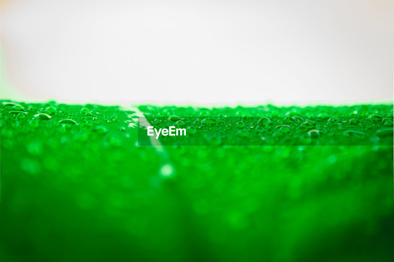 CLOSE-UP OF FRESH GREEN GRASS WITH WATER DROPS ON FIELD