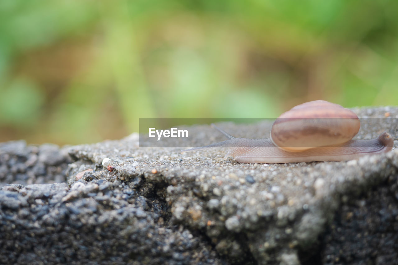 CLOSE-UP OF SNAIL ON ROCK OUTDOORS