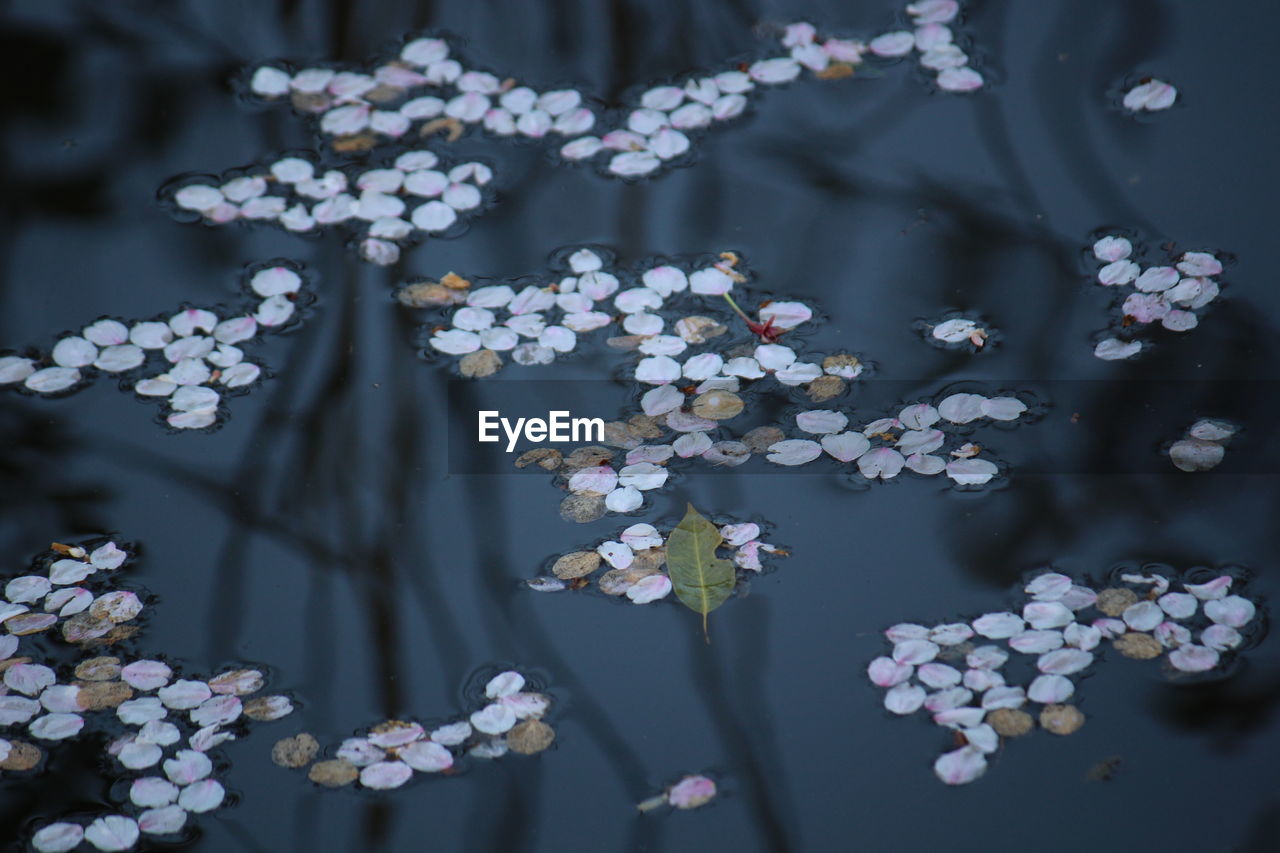 Close-up of white flowering plants