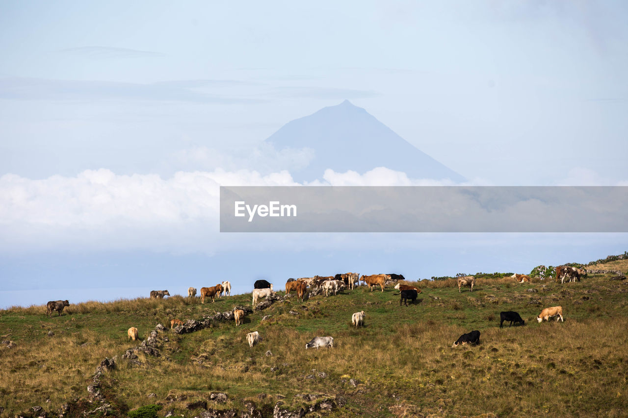 Flock of sheep on field against sky