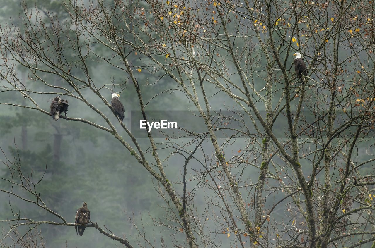 Close-up of eagles perching in tree