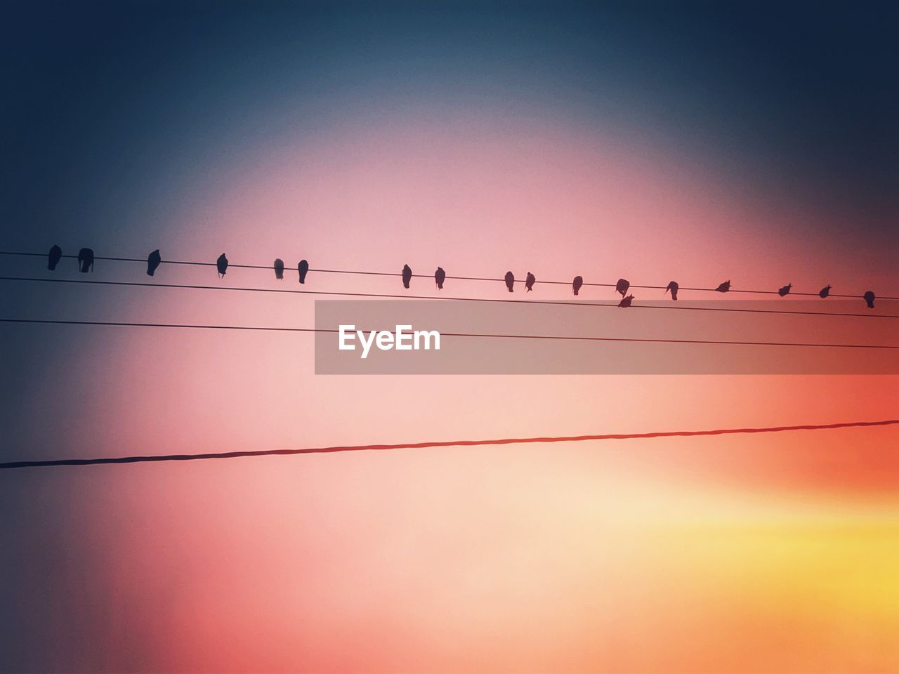 LOW ANGLE VIEW OF BIRDS PERCHING ON CABLES AGAINST CLEAR SKY