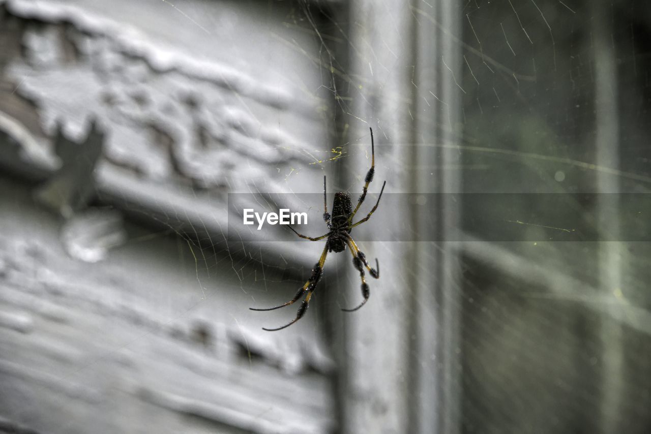 CLOSE-UP OF SPIDER IN WEB