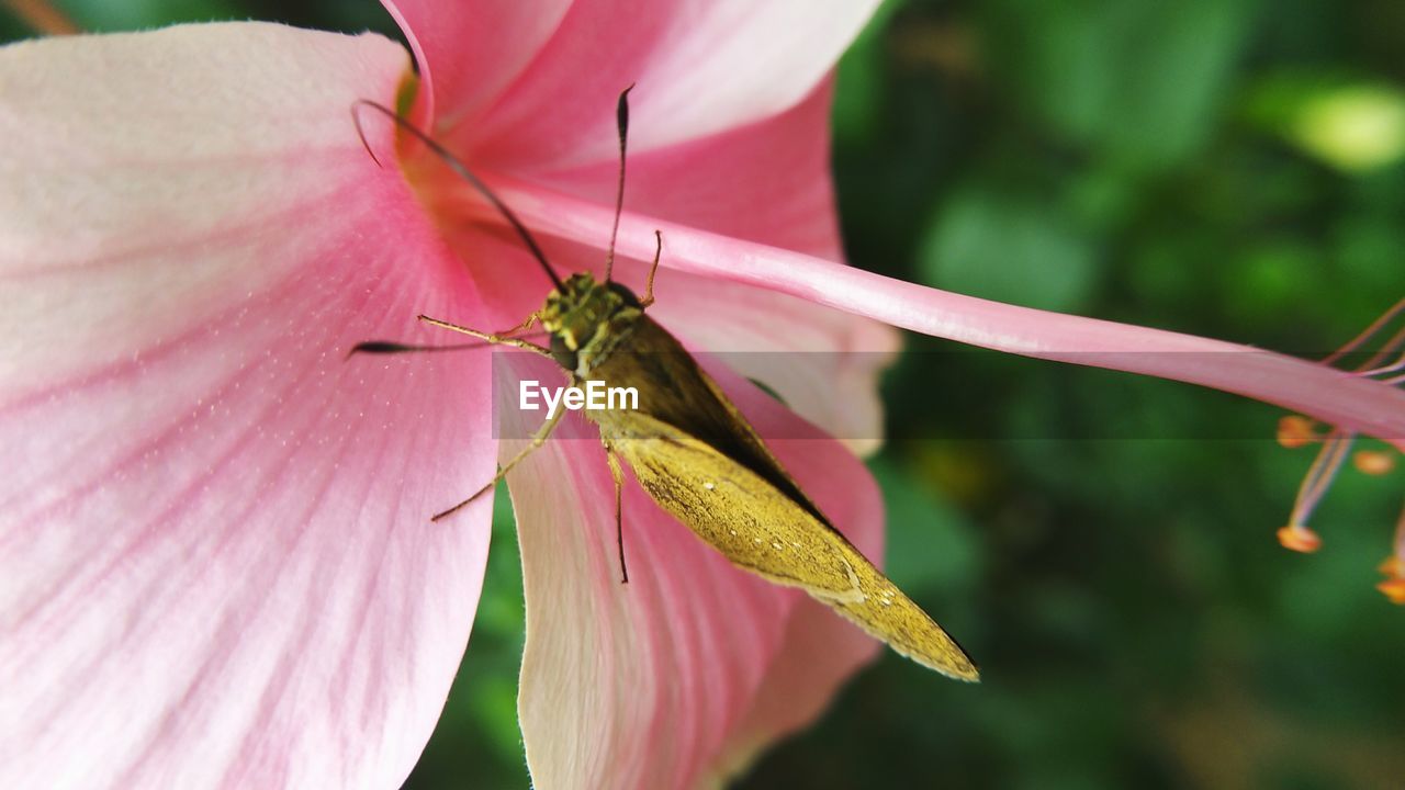 CLOSE-UP OF INSECT ON FLOWER