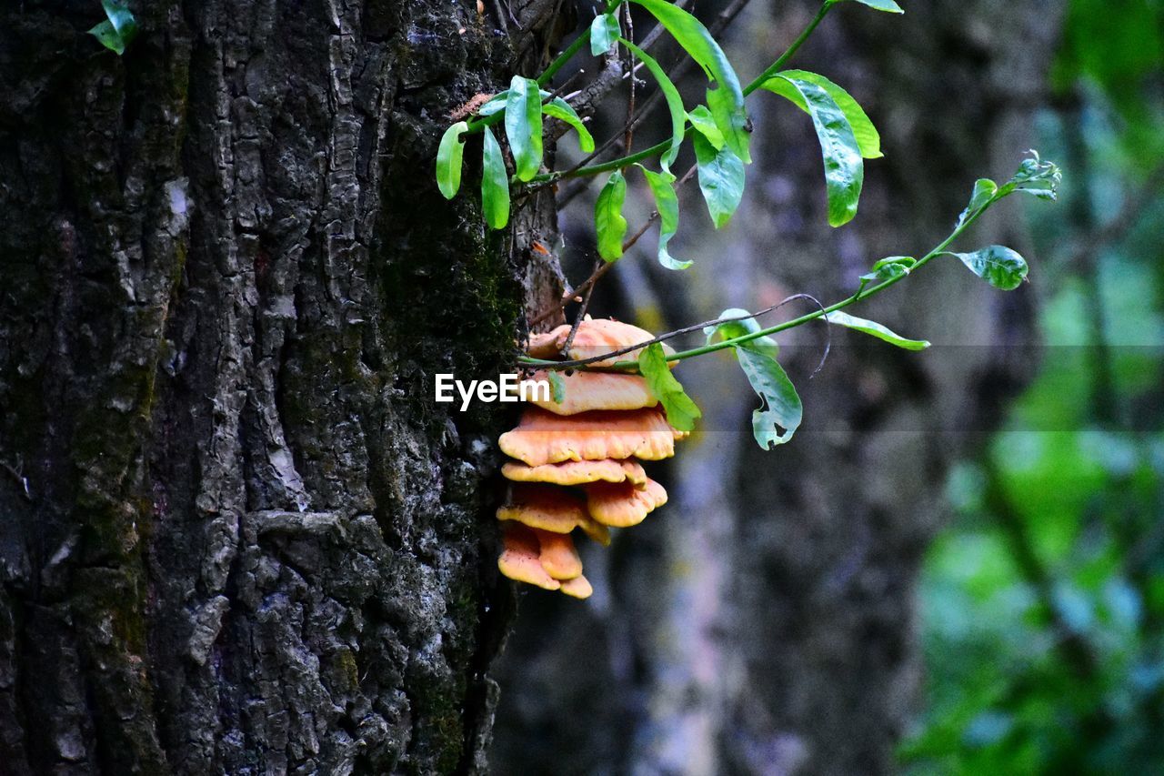 Close-up of fungus growing on tree trunk in forest